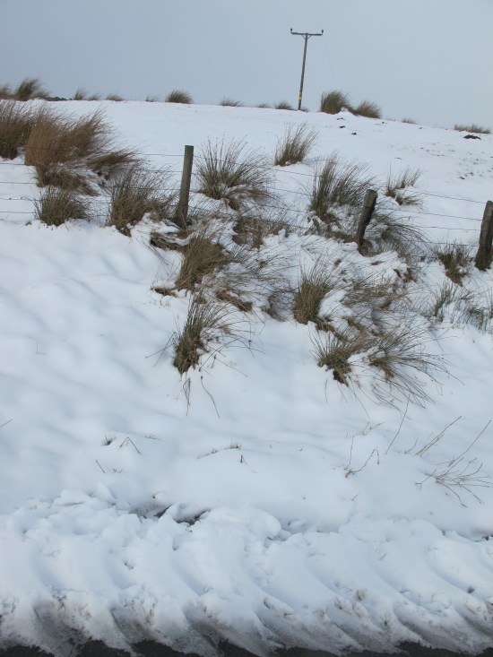 Grasses barely there